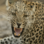 National Geographic Gamerpic National Geographic Gamerpic