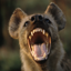 National Geographic Gamerpic National Geographic Gamerpic