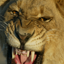 National Geographic Gamerpic National Geographic Gamerpic