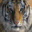 National Geographic Gamerpic National Geographic Gamerpic