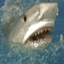 National Geographic Gamerpic National Geographic Gamerpic