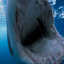 National Geographic Gamerpic National Geographic Gamerpic