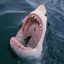 National Geographic Gamerpic National Geographic Gamerpic