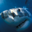 National Geographic Gamerpic National Geographic Gamerpic