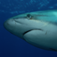National Geographic Gamerpic National Geographic Gamerpic