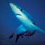 Shark Week 20th Anniversary Gamerpic Shark Week 20th Anniversary Gamerpic