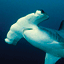 Shark Week 20th Anniversary Gamerpic Shark Week 20th Anniversary Gamerpic