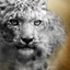 Golden Compass Gamerpic Golden Compass Gamerpic