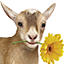 Telus CA Gamerpic Telus CA Gamerpic
