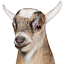 Telus CA Gamerpic Telus CA Gamerpic